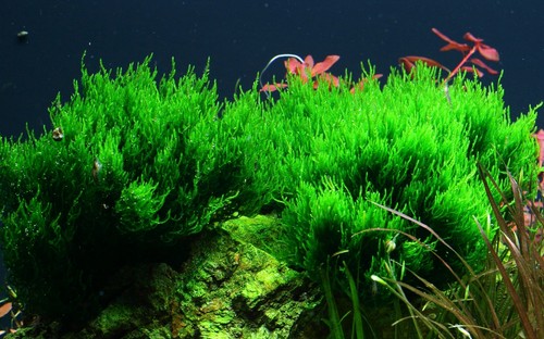 Taxiphyllum flame moss - taxiphyllum, moss'