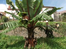 2 x winterharte Sikkimensis -Banane Palmen exotische Pflanzen im für den Garten