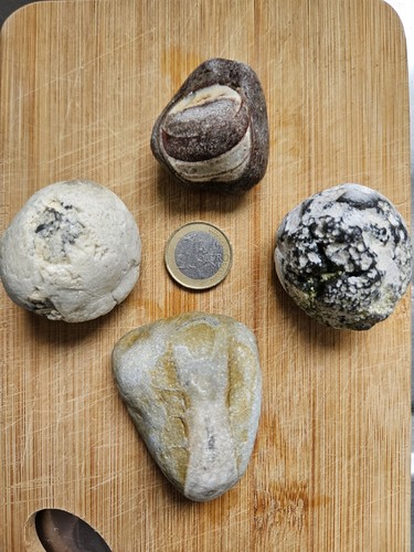 Fossilien seeigel strandfunde - fossilien,