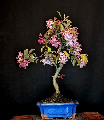 Bonsai roter apfelbaum malus - roter,