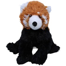 Süßer roter panda - süßer,