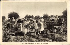 Une vendange pays - ak, au