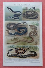 Giftschlangen Schlange Korallenschlange Schararaka Schlangen LITHOGRAPHIE v.1895