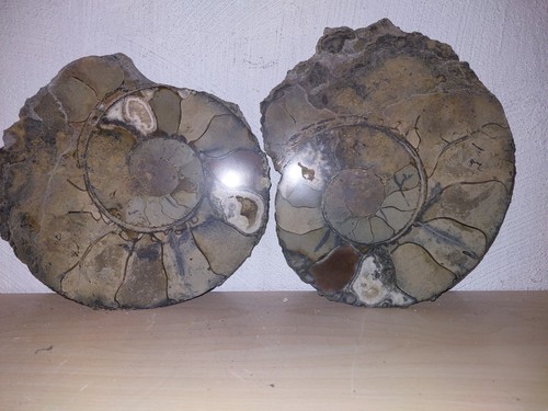 Ammonit lytoceras lias - ammonit,