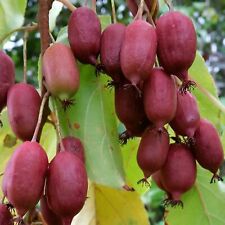 Red Jumbo Kiwi rote rote Schale rotes Fruchtfleisch weibl Pflz. Actinidia arguta