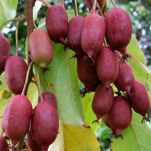 Red jumbo kiwi - jumbo, rote