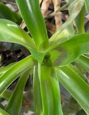 Basket Plant callisia fragrans