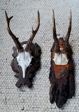 Geweihe Rehbock 2 x 6ender mit Trophäenbrett Holz