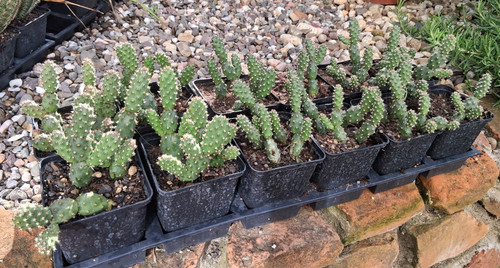 Opuntia fragilis frankfurt - opuntia, "frankfurt"