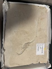 Original fossil - original,