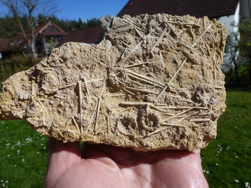 Fossilien seeigel aus - seeigel,
