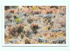 1 AK Gepard Cheetah Kleinkatze Raubkatze Raubtier 2 !!! ::