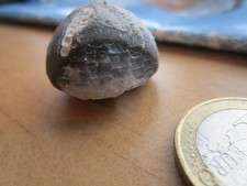 versteinerter Seeigel mit