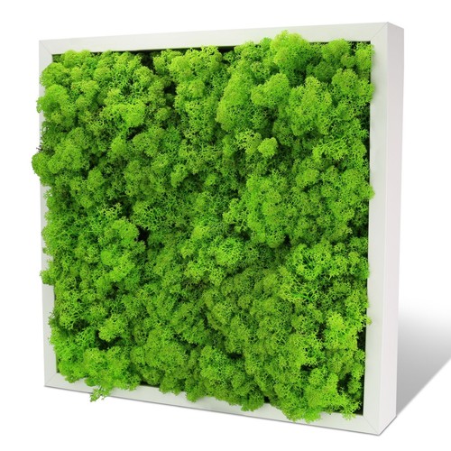 Inmo moosbild wandbild i - moosbild,