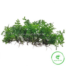 25x Bolbitis heteroclita 'difformis' Mini-Wasserfarn – Garnelensicher, Aufsitzer