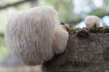 Igelstachelbart Lionsmane