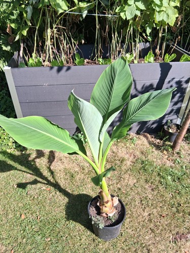 Golden lotus banane musella - lotus, (musella