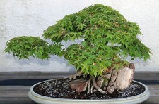 Samen vom FÄCHER-AHORN wunderschön als Baum oder als Bonsai drinnen oder draußen