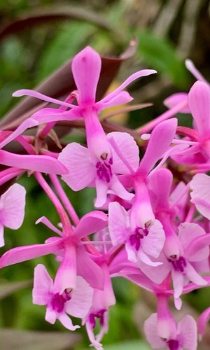 Epidendrum pink rose passion - pink,