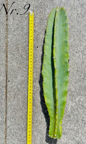 Selten riesen kaktus - selten, 30cm