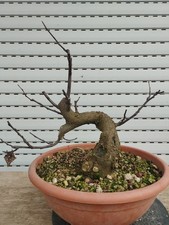 Bonsai Cercis Siliquastrum