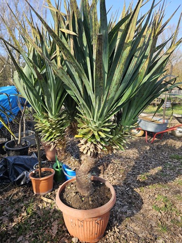 Yucca recurvifolia 180cm - recurvifolia,