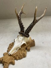 Rehgeweih Gehörn Rehbock