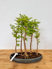 Bonsai Goldlärche / Pseudolarix Wald Nr. 5133 Laub abwerfend Nadelbaum Freiland