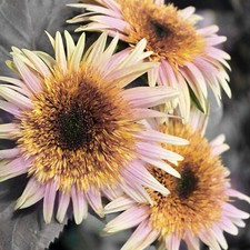 Blumensamen SONNENBLUME ASTRA ROSE 10 Samen pastellrosa Blüten dekorativ selten