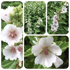 Echter Eibisch Althaea