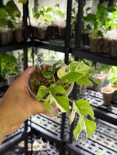 Rhaphidophora 'tetrasperma aurea’ variegata