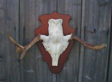 Elchgeweih Geweih Elch Trophäe Jagdtrophäe aus Schweden ca. 55 cm x 34 cm (B/H)