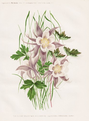 Aquilegia akelei akeleien - aquilegia,