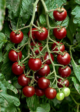 Tomatensamen (7+ Samen)