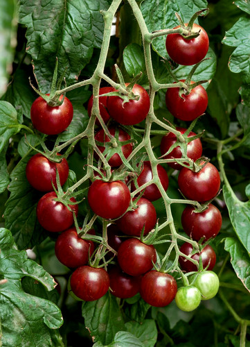 Tomatensamen - , (7+