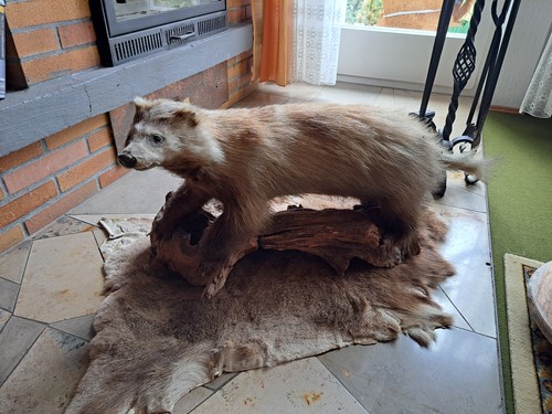 Dachs präpariert auf wurzel - präpariert,