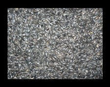 Sonnenblumenkerne schwarz 10