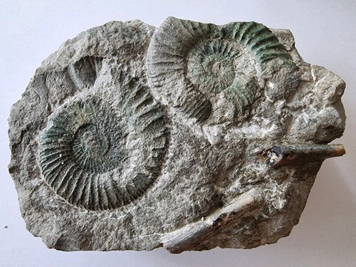 Fossil ammonitenplatte mit - ammonitenplatte,