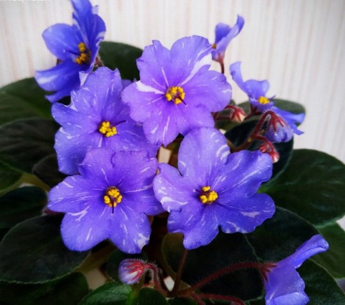 Stozhary african violet - n-stozhary,