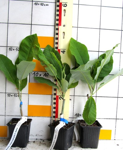 Magnolia macrophylla ssp - ,