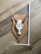 Geweih Trophäe Bock Deko Echt