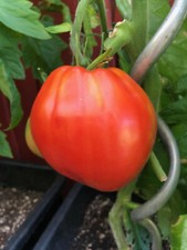 Kasachisches Ochsenherz rote