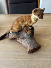 Tierpräparat Marder -