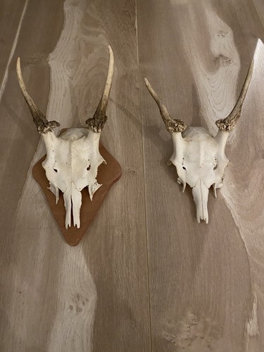 Dammwild trophäe geweih - trophäe,,
