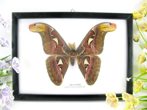 2te wahl atlas moth - wahl, m.