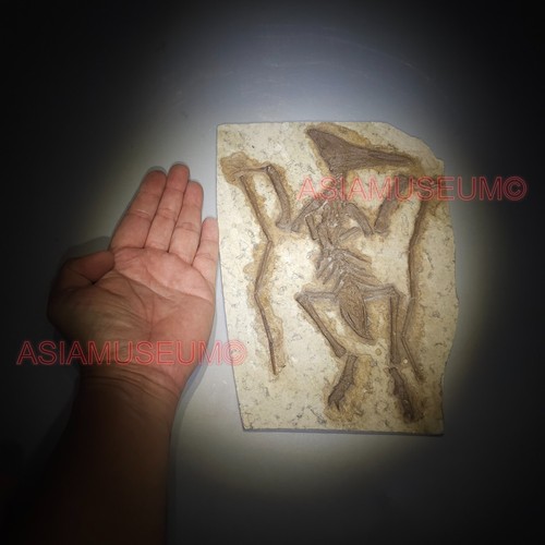 Fossilien dinosaurier - fossilien,