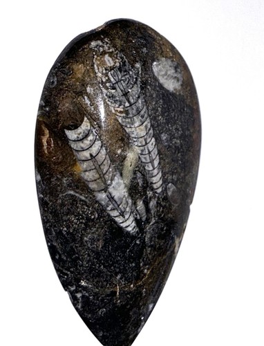 Fm0179 natürlicher orthoceras - natürlicher,
