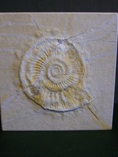 Grosser ammonit subplanites - grosser,