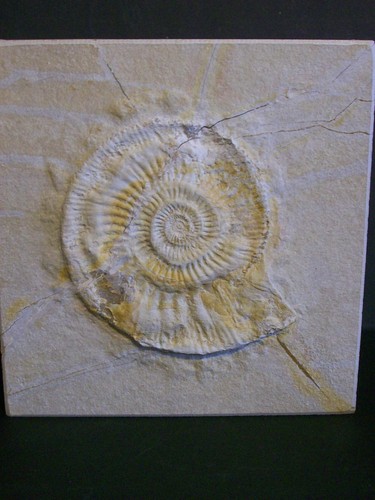 Grosser ammonit subplanites - grosser,