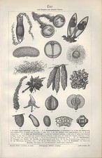 Lithografie 1905 EIER von Fischen niederen Tieren. Schale Krebs Fisch Hai Insekt